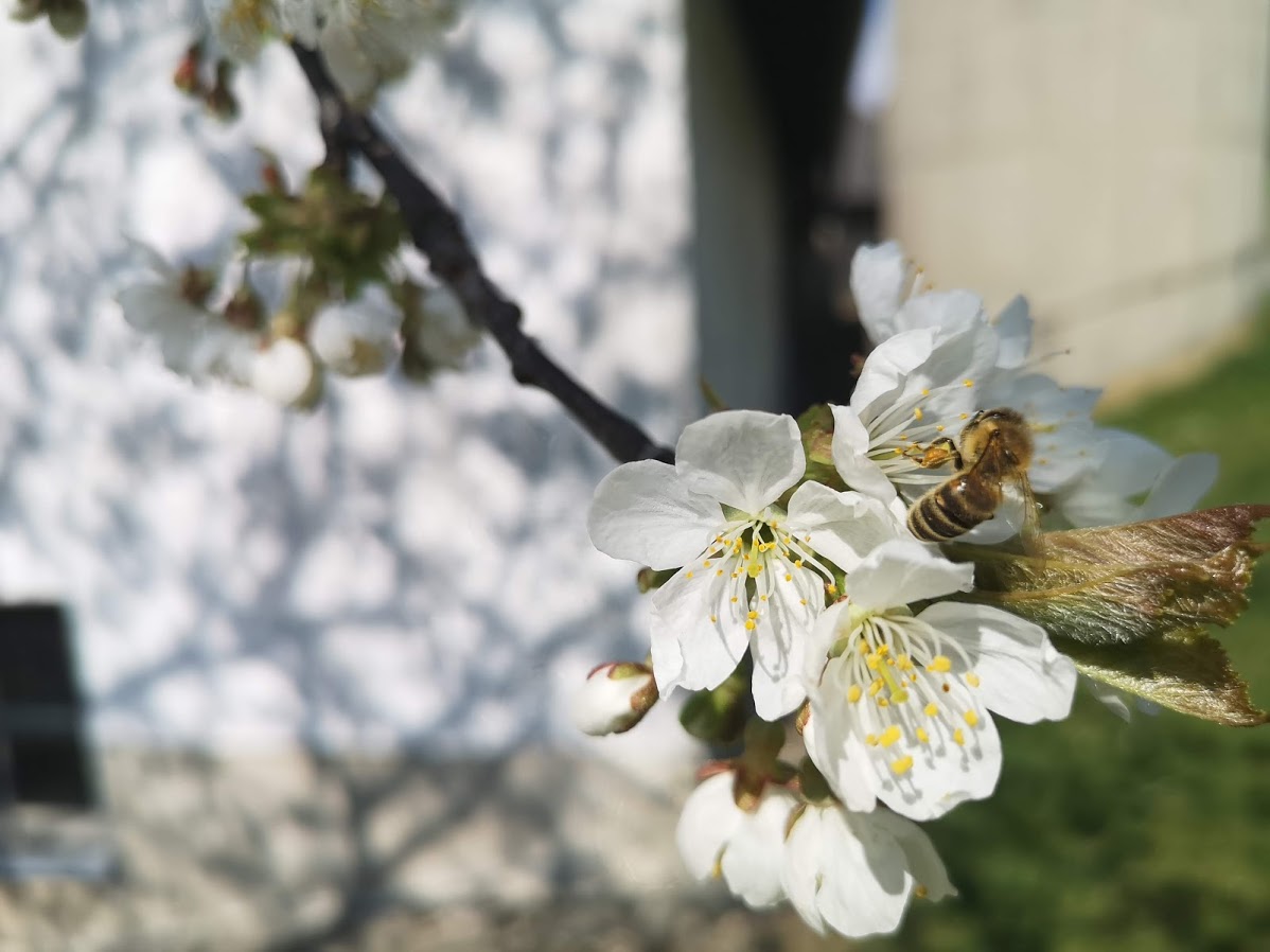 Bioimkerei Bramreither - Helfenberg - Bienenprodukte aus der Region Mühlviertel kaufen
