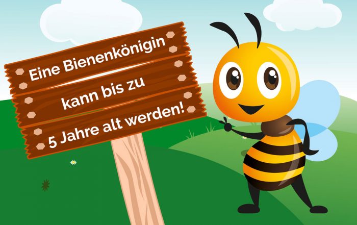 Eine Bienenkönigin kann bis zu 5 Jahre alt werden - Bio Imkerei Bramreither - Mühlviertel - Penning - Helfenberg - Biene Valentine