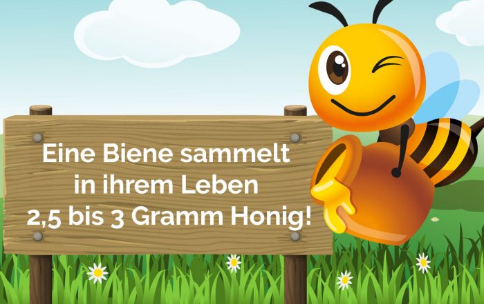 Eine Biene sammelt rund 3 Gramm Honig in ihrem Leben - Bio Imkerei Bramreither - Mühlviertel - Penning - Helfenberg