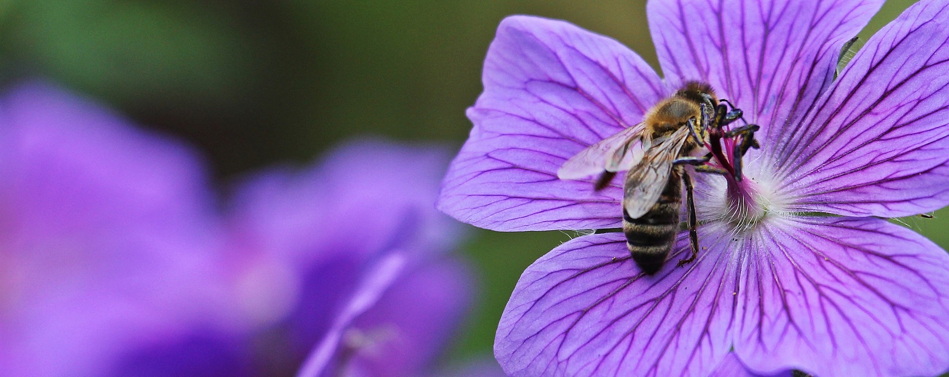 Bio Imkerei Bramreither - Mühlviertel - Imker - Bienenpatenschaft - Werde Bienenpate - Bienen Pate werden