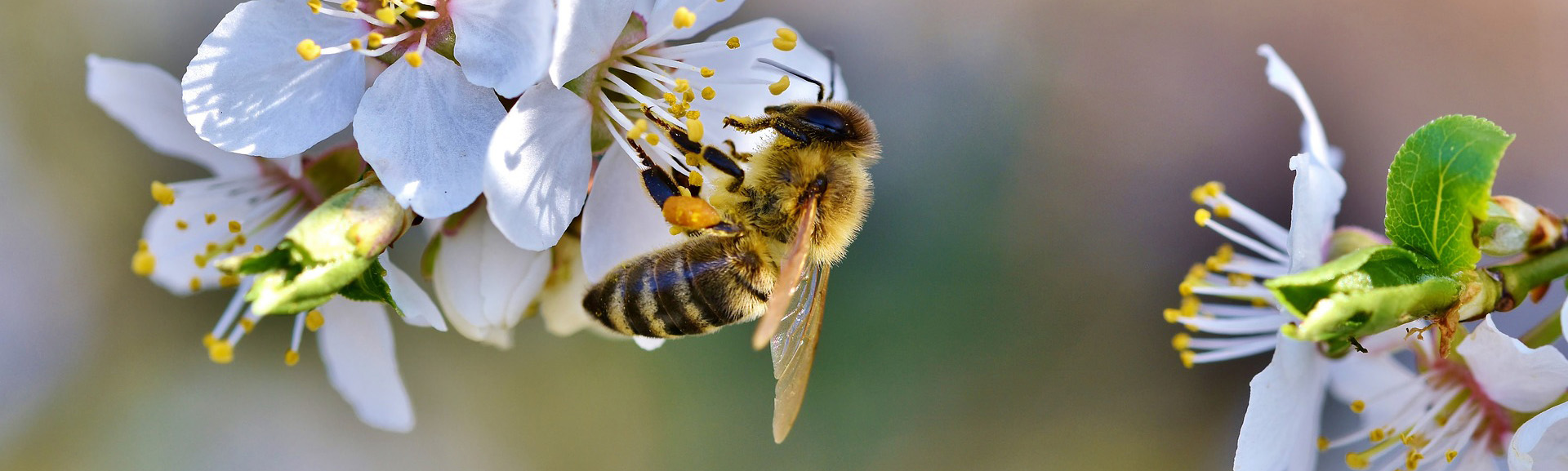 Bio Imkerei Bramreither aus dem Mühlviertel in Österreich, Bienenpatenschaft, Bio Honig und weitere Bienenprodukte regional kaufen, Helfenberg, Penning