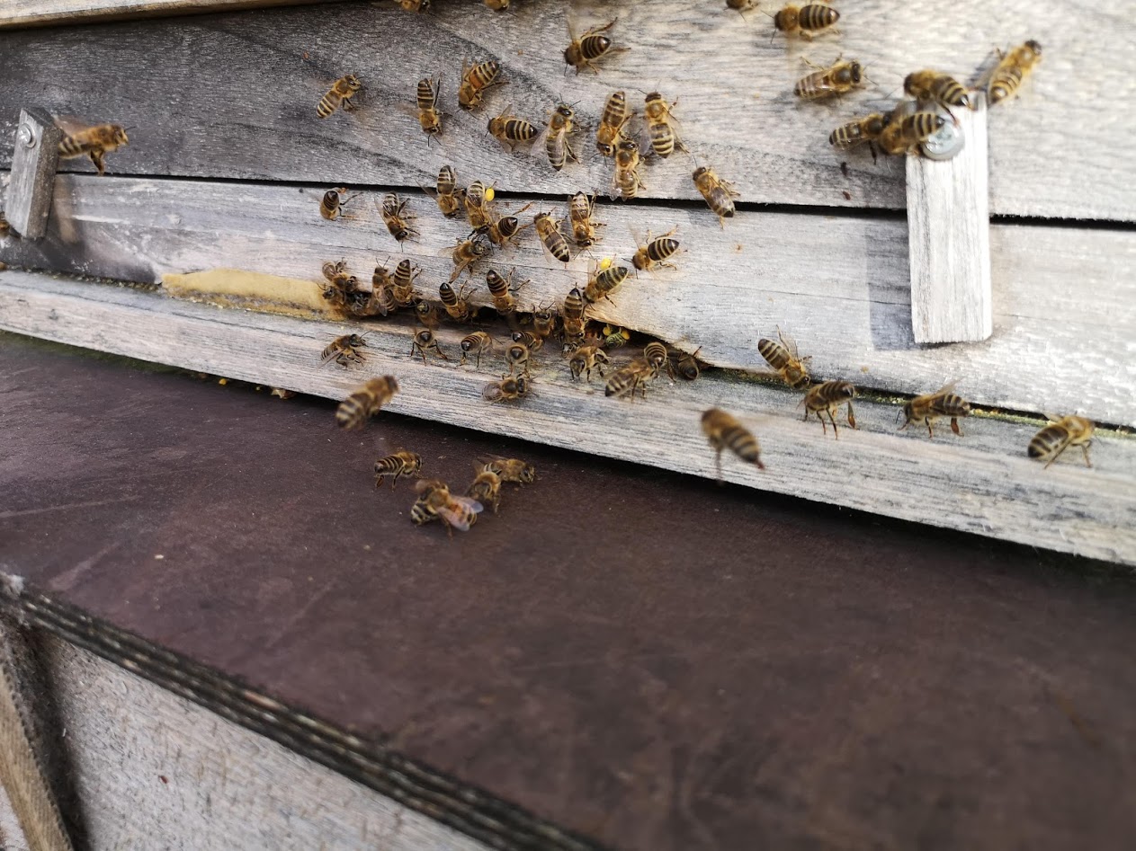Bio Imkerei Bramreither - Biene - Pollen sammeln - Mühlviertel - Rohrbach - Helfenberg - Penning - Honig - Frühling kommt