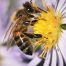 Bio Imkerei Bramreither - Bienenpatenschaft im Mühlviertel - werde Bienenpate