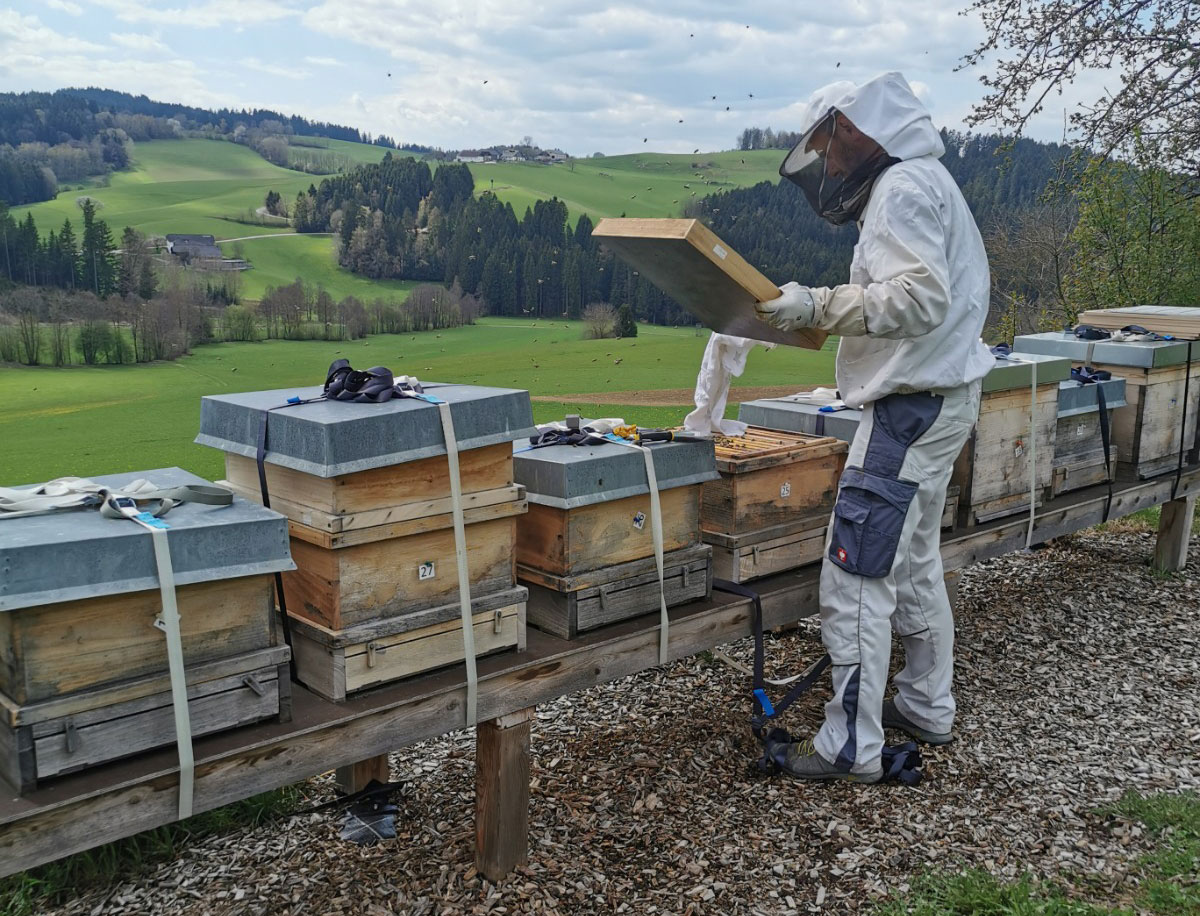 Bio Imkerei Bramreither, Bio Honig aus dem Mühlviertel in Österreich, Bezirk Rohrbach, Gerald der Wanderlehrer für Bienenzucht