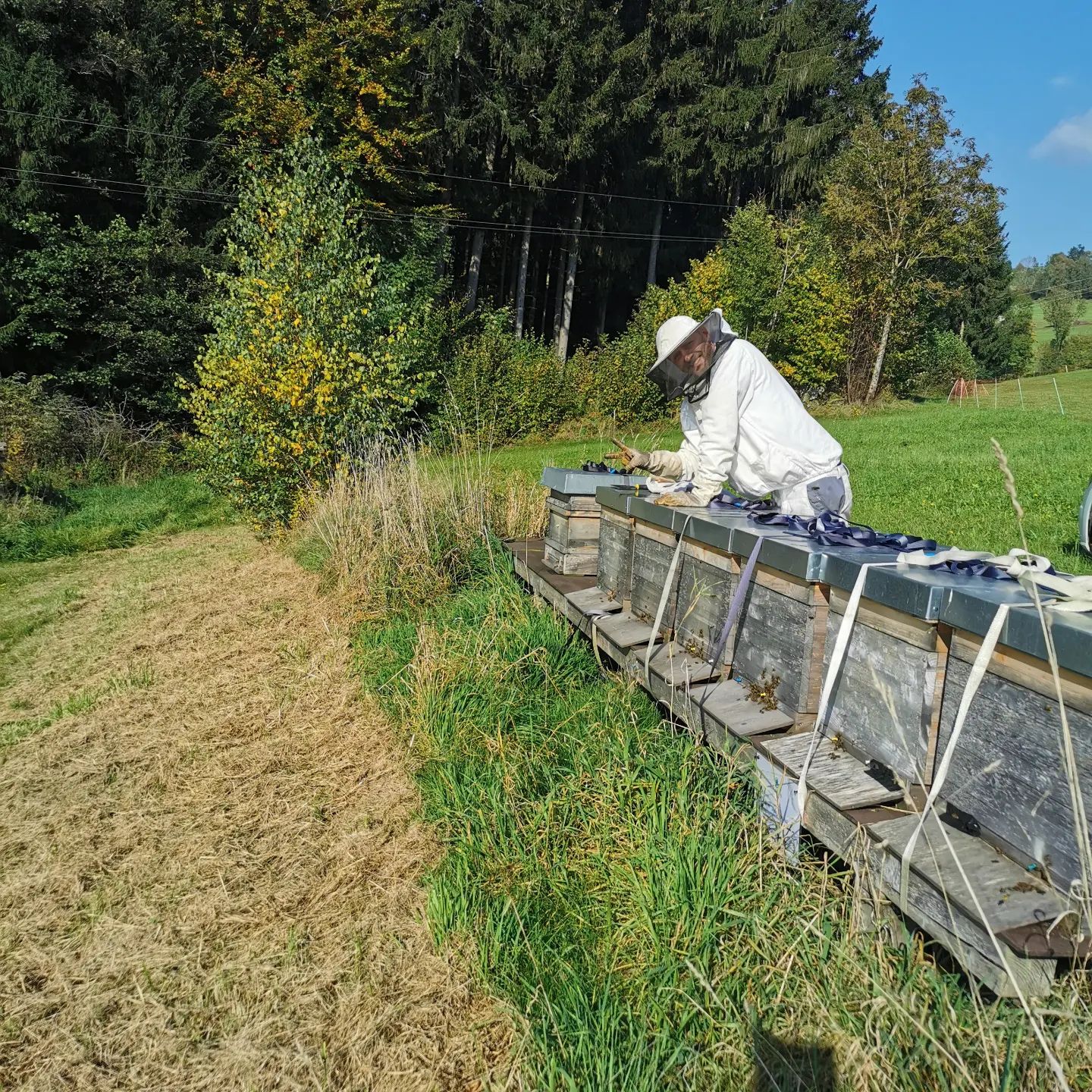 Bio Imkerei Bramreither, Bio Honig aus dem Mühlviertel in Österreich, Bezirk Rohrbach, Goldener Herbst, Durchsicht bei den Bienen