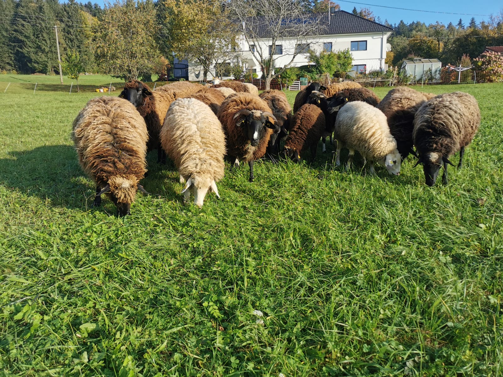 Bio Hof Bramreither, Mühlviertel, Rohrbach, Helfenberg, Waldschafe grasen auf der Weide