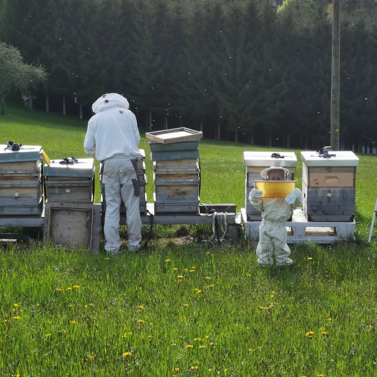 Bio Imkerei Bramreither, Bio Honig aus dem Mühlviertel in Österreich, Bezirk Rohrbach, Abenteuer Biene