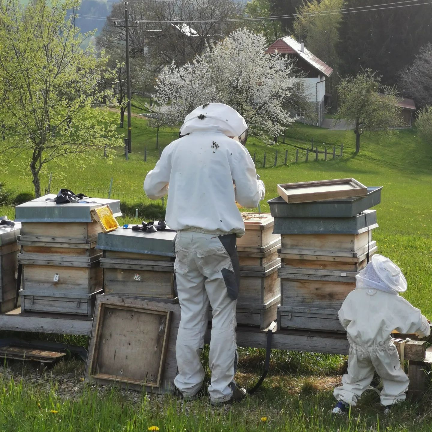Bio Imkerei Bramreither, Bio Honig aus dem Mühlviertel in Österreich, Bezirk Rohrbach, Abenteuer Biene, Imker bei der Arbeit