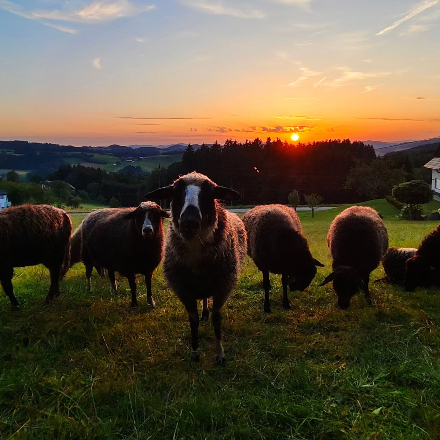 Bio Imkerei Bramreither, Bio Honig aus dem Mühlviertel in Österreich, Bezirk Rohrbach, Laue Sommerabende, Schafe